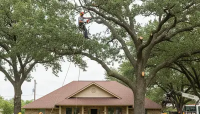 San Antonio, TX tree service crew trimming trees for safe, professional property maintenance