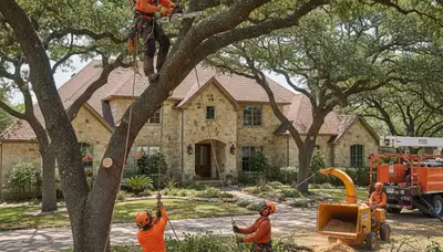 Professional tree service crew trimming trees in San Antonio, TX