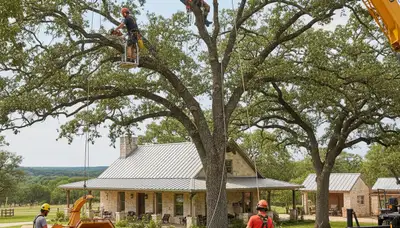 Tree service team trimming trees in San Antonio, TX