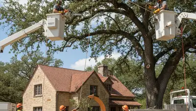 Tree service crew in San Antonio, TX providing professional tree trimming and maintenance
