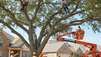 Tree service crew trimming trees in San Antonio, TX for safe, professional property care
