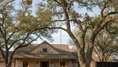 San Antonio, TX tree service crew trimming trees for safe, professional property maintenance