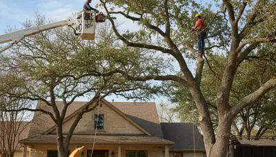 Professional tree service crew in San Antonio, TX trimming trees for safe, healthy property care