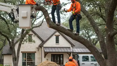 San Antonio, TX tree service crew trimming trees for residential property care