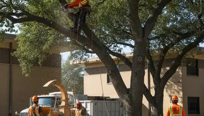 Professional tree service crew in San Antonio, TX providing tree trimming and removal services