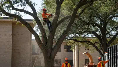 Tree service crew trimming trees in San Antonio, TX
