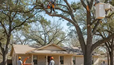 Tree service crew in San Antonio, TX providing professional tree trimming and removal services