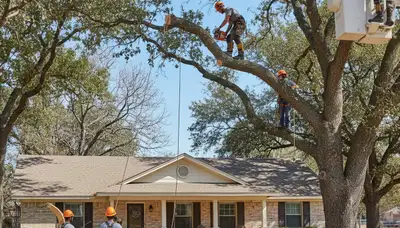 Tree service crew in San Antonio, TX providing professional tree trimming and removal services