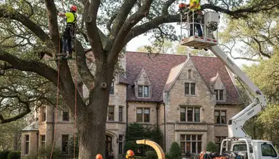 Tree service crew trimming trees in San Antonio, TX