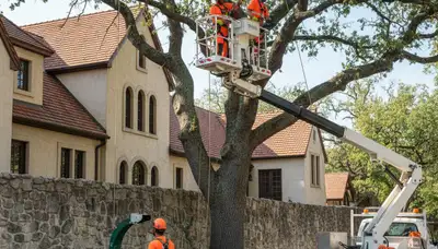 Professional tree service crew in San Antonio, TX performing tree trimming for a residential property