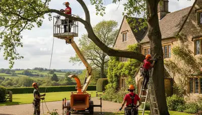 Professional tree trimming service in San Antonio, TX for residential and commercial properties