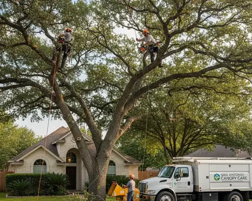 Tree trimming service for San Antonio, TX canopy by local tree care experts
